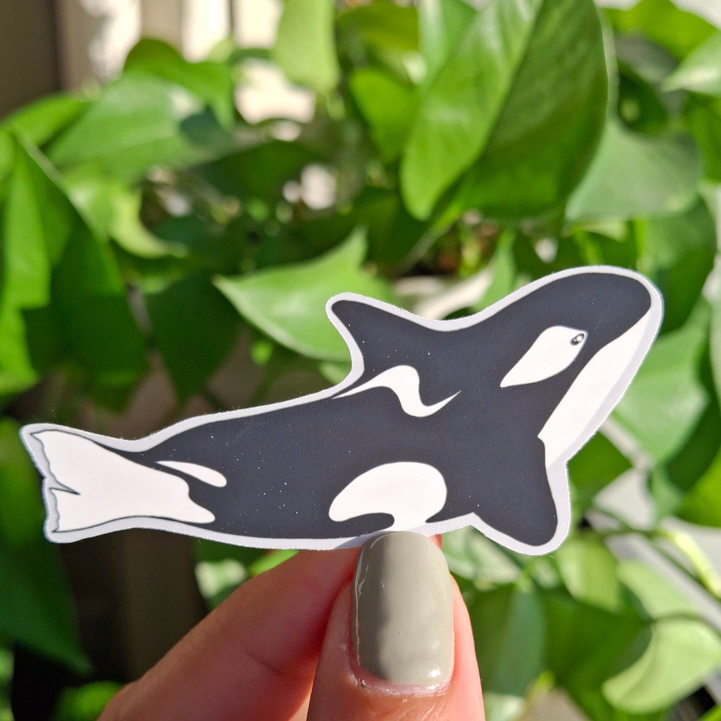 Sticker: Orca Whale
